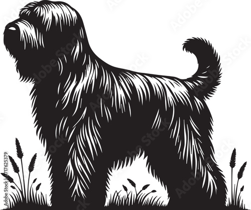 Briard Dog in Black and White – Elegant French Herding Breed Photography
