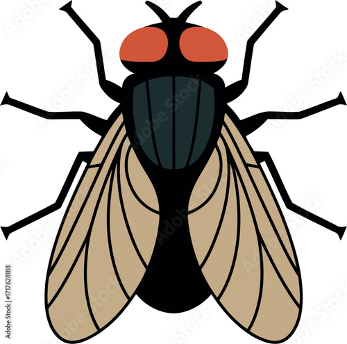 Common fly insect realistic top view vector illustration vector