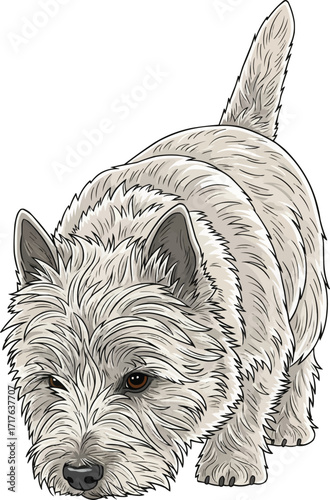 Cairn Terrier dog sniffing ground cute front view vector illustration