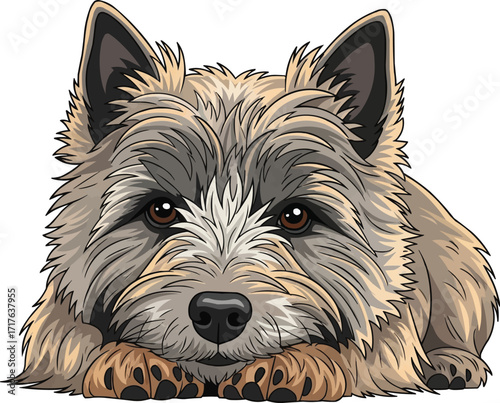 Cairn Terrier dog lying down cute front view pose illustration