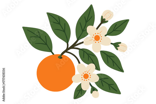 Orange branch with ripe fruit and delicate flowers isolated on white background, hand-drawn flat vector illustration, botanical design for posters, t-shirts, and nature-themed projects