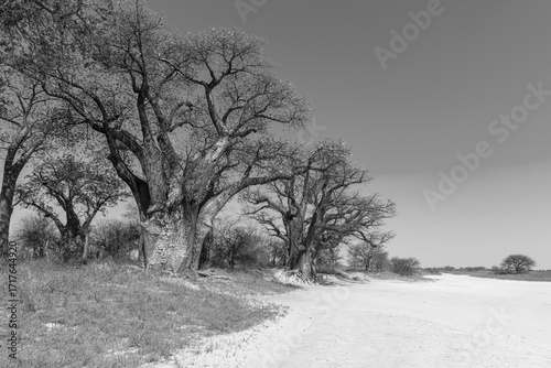 Baobab trees on the edge of Nxai Pan, Botswana