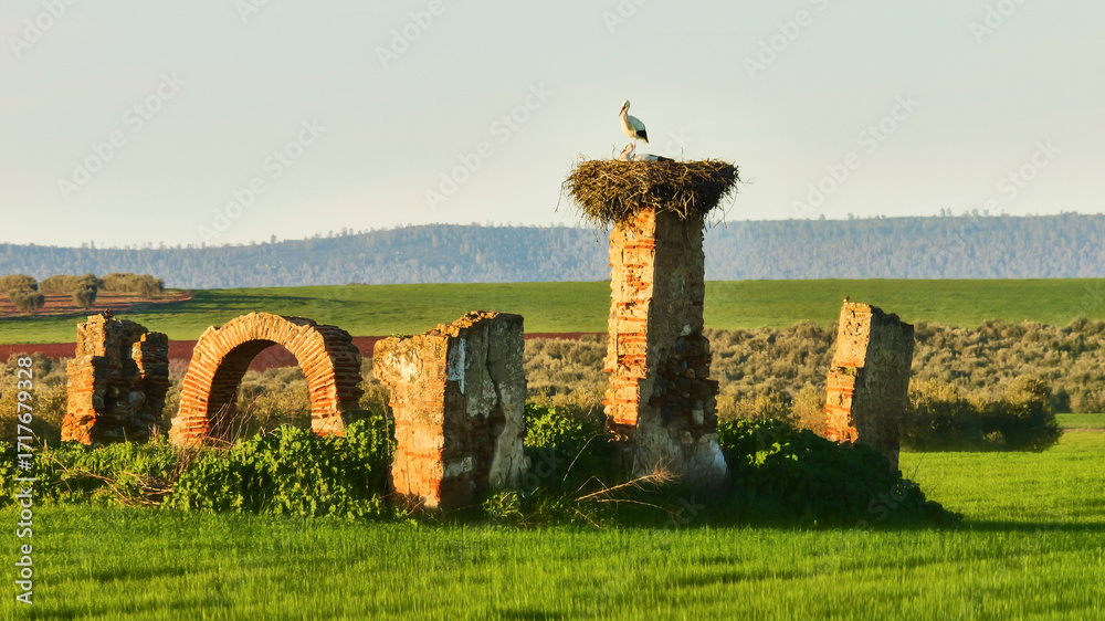 Φωτογραφία pair of white stork, Ciconia ciconia, on huge nest on part of picturesque ruin 3