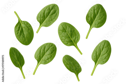 Many fresh green spinach leaves falling, isolated on transparent background