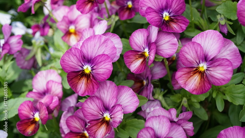 Blossoms of Spring: Various flowers