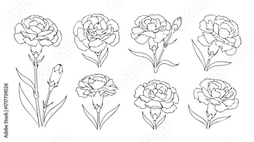 Botanical line art collection of carnation flowers in detailed sketch style silhouette