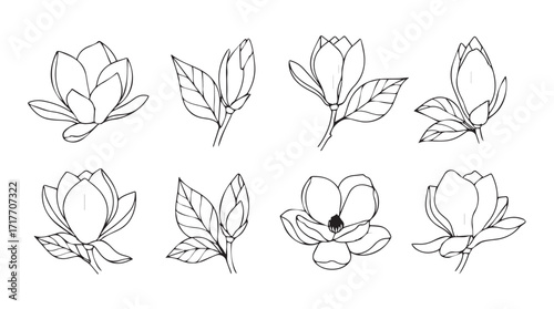 Delicate hand drawn magnolia flower botanical sketches for artistic floral designs silhouette