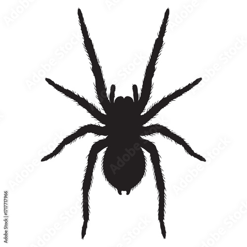 A Graphic Spider Illustration