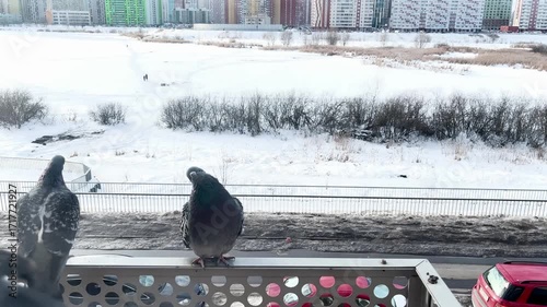 Pigeons are perched on balcony railing, gazing at snowy landscape with distant figures, capturing the tranquility of winter and the beauty of urban wildlife
