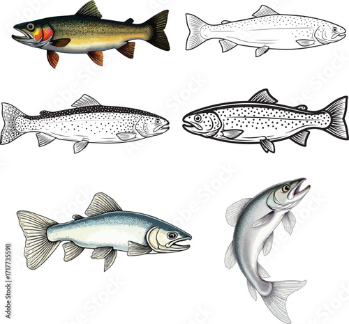 trout fish vector illustration on white background