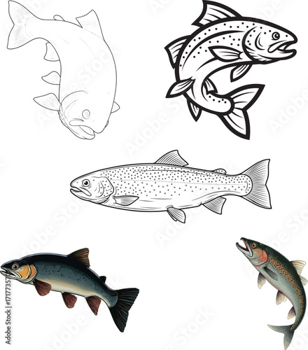 trout fish vector illustration on white background