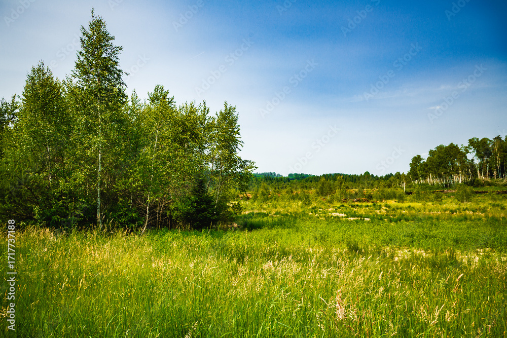 Fototapeta premium Naturwanderführung im Moorgebiet in Deutschland, Führung durch ein Moorgebiet, Naturwanderung