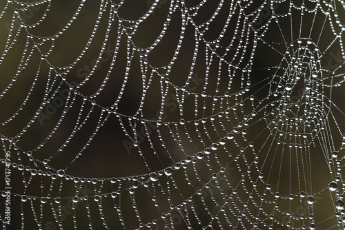 Beautiful nature background with water drops hanging like a necklace on a spider web. Dewdrop texture on spider web in nature. Macro close up shot with soft focus.