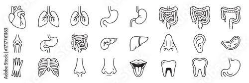 Medical organs  icon set. Including  anatomy, body parts, kidney, bladder, pancreas, intestine, thyroid, pelvis, skeleton, joint, hand, nose, mouth, tongue, thin linear illustration. Editable stroke.
