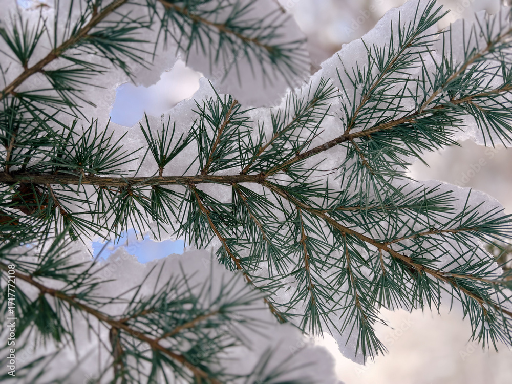 Obraz premium Bright Winter Light on a Snow-Patterned Pine Branch