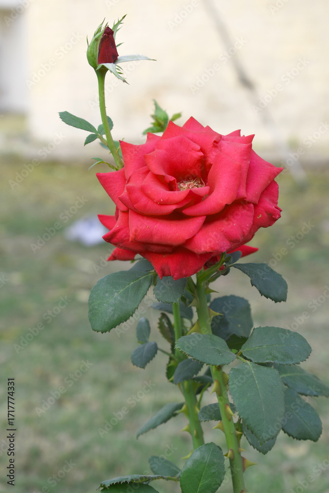 Obraz premium Beautiful red rose flower closeup in garden, A very beautiful red rose flower bloomed on the rose tree, Rose flower closeup, bloom flowers, Natural spring flower, Natural floral background,