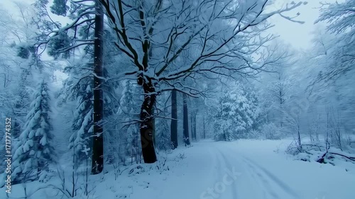 Snowy forest path in winter