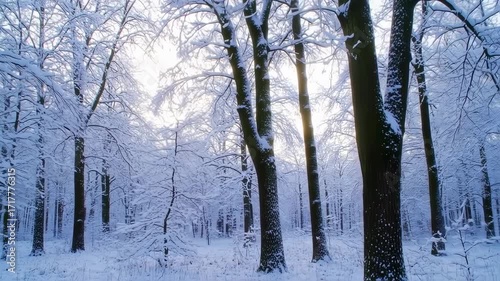 Snow-covered forest at dawn