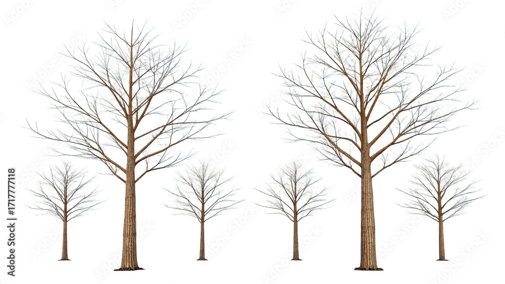 Obraz premium Bare trees isolated on transparent background