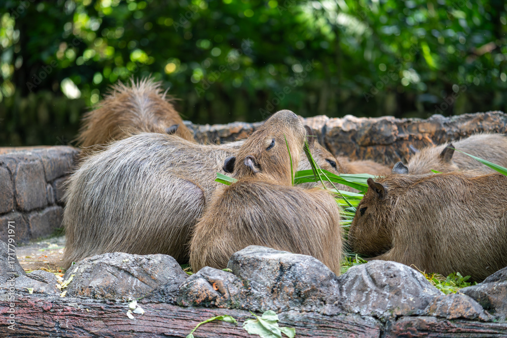 Fototapeta premium Group of Capybaras Feeding Together in Natural Habitat