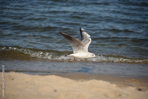 Fototapeta Naklejka Na Ścianę i Meble -  seagulls on the shore of the Baltic Sea