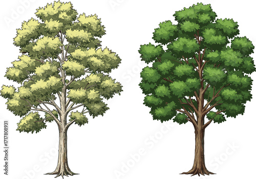 Two contrasting trees, light green foliage, dark green leaves, seasonal change, nature contrast, environmental concept, botanical growth, outdoor landscape, eco friendly background