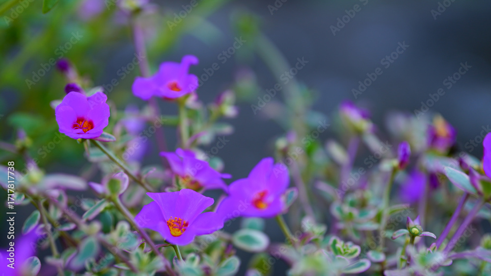Φωτογραφία Krokot Mawar or Purslane is a succulent flowering plant native to Argentina, Brazil, Uruguay and often cultivated in garden