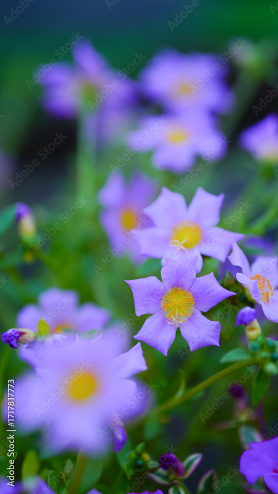 Φωτογραφία Krokot Mawar or Purslane is a succulent flowering plant native to Argentina, Brazil, Uruguay and often cultivated in garden