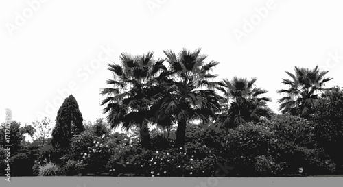 Monochromatic Palms and Foliage Silhouette against a Bright Background