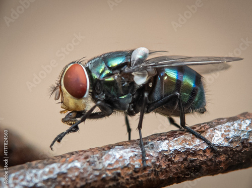 Фотография The image shows a screw-worm fly, specifically a species from the genus Cochliomyia (like the New World screw-worm fly, Cochliomyia hominivorax) or Chrysomya bezziana (the Old World screwworm)