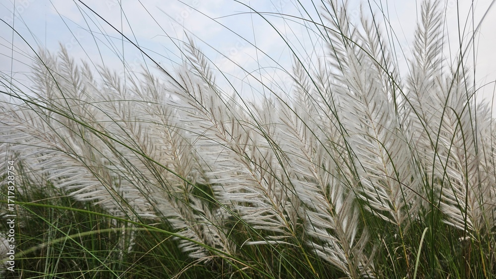 Obraz premium White Kashful (Saccharum spontaneum) Grass Plumes During the Autumn Season.