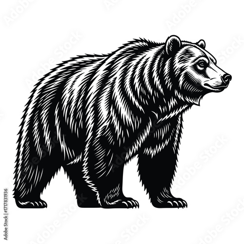Majestic grizzly bear detailed black and white artistic rendering wildlife art silhouette