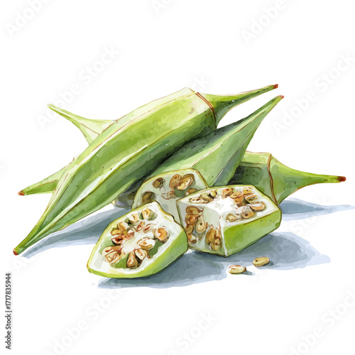 My Watercolor, hand-painted cut okra pods showing seed painting illustration isolated on a white background, vector illustration, and EPS format design. vector illustration