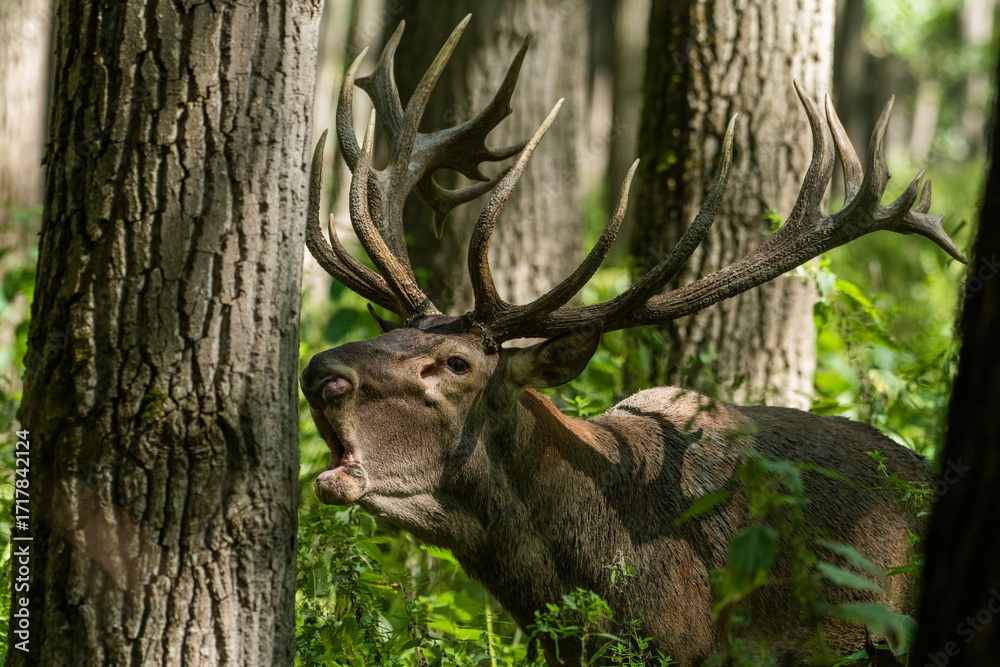 Obraz premium Red deer with big antlers in mating season 