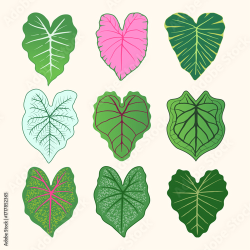 Tropical taro leaf illustration in various unique shapes and colors, including green and pink. Suitable for botanical designs, tropical decor, nature posters, textile patterns, and modern graphic elem