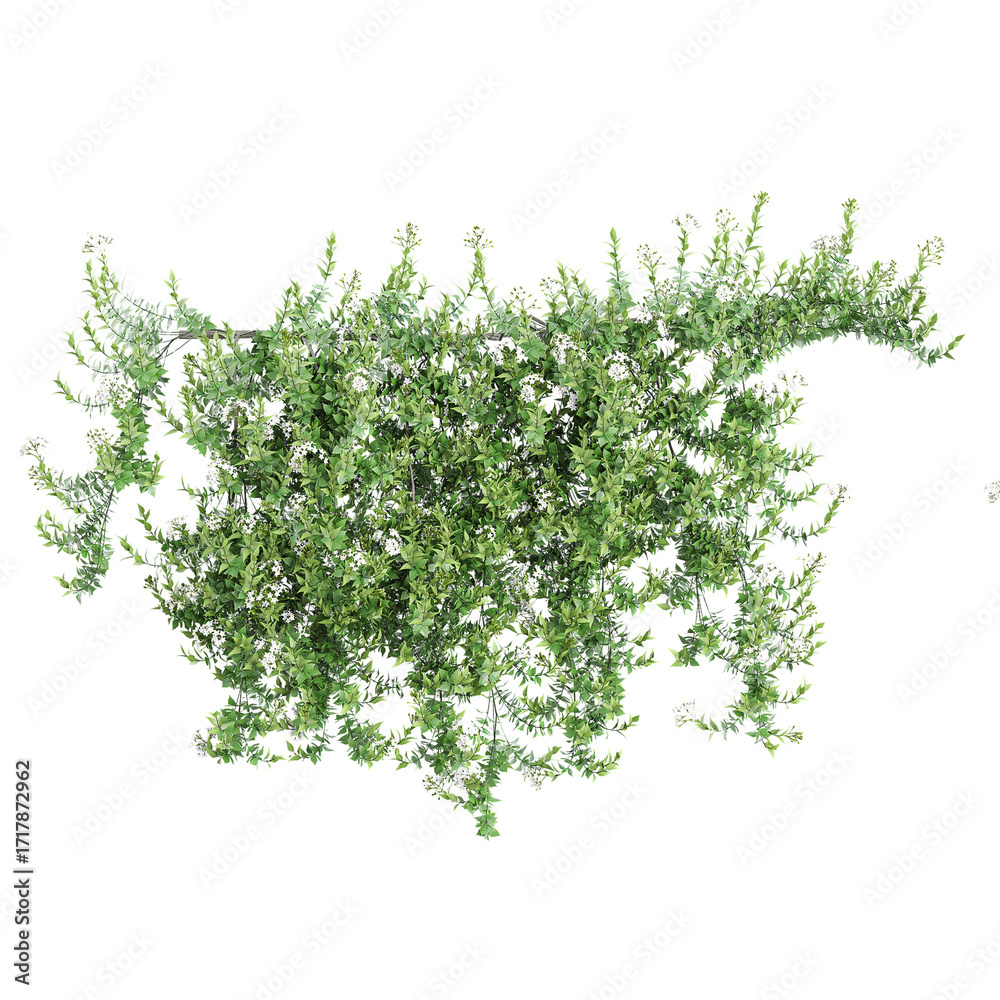 Ταπετσαρία 3D illustration of jasmine nightshade creeper plant on transparent background