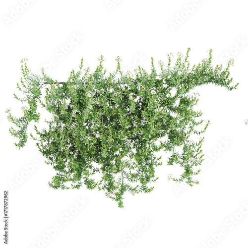 Fotografie 3D illustration of jasmine nightshade creeper plant on transparent background