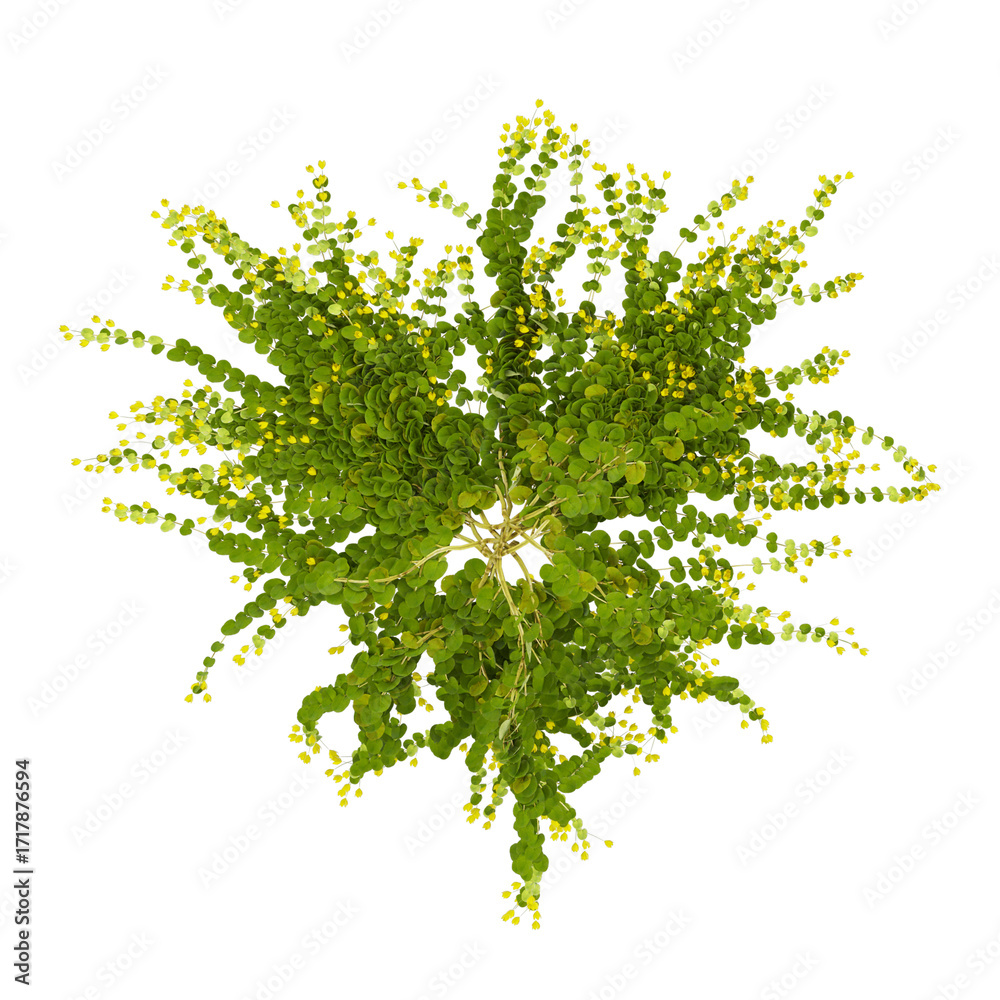 Fototapeta premium Top view of Climber plants on transparent background