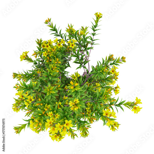 Top view of Lithospermum caroliniense creeper plant on transparent canvas