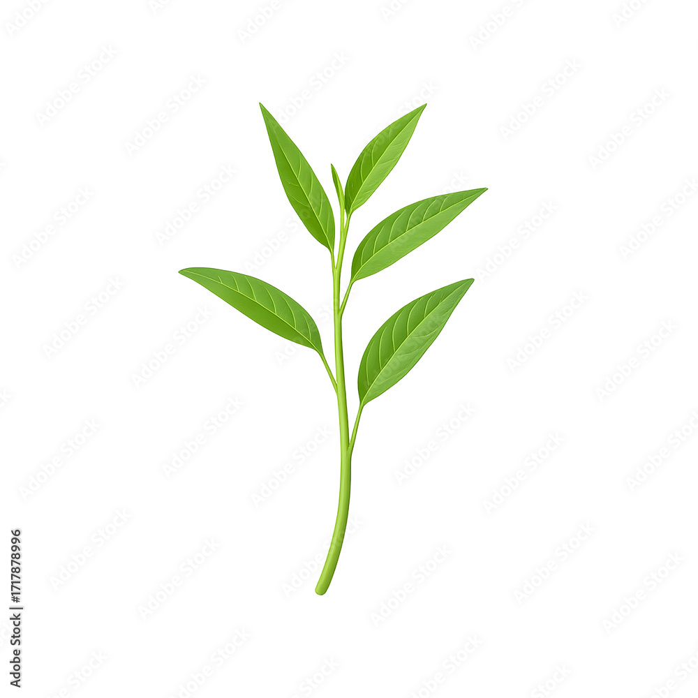 Fototapeta premium Thai Morning Glory (Pak Boong) with transparent background, sharp detail, and isolated food ingredient style