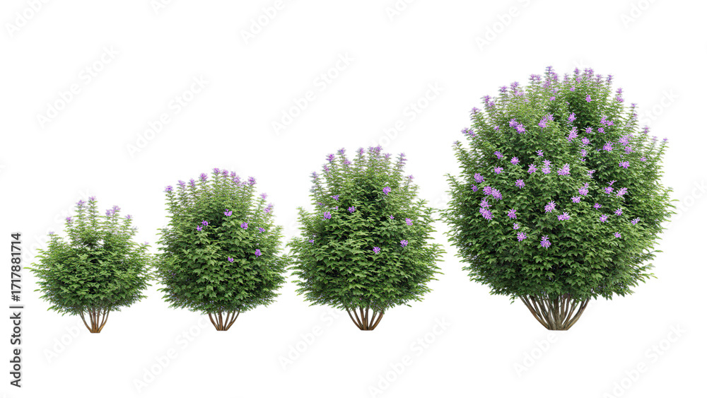 Fototapeta premium Four lilac bushes isolated on white isolated on transparent background