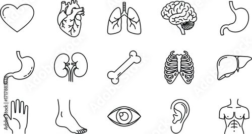 Human anatomy organs line art medical illustration