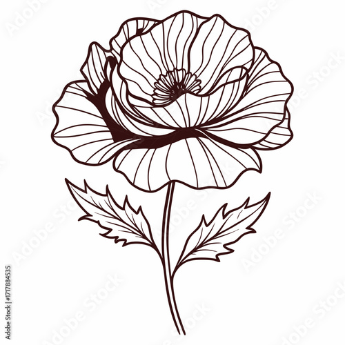 minimal line art  orientale papaver manhattan vector illustration on white