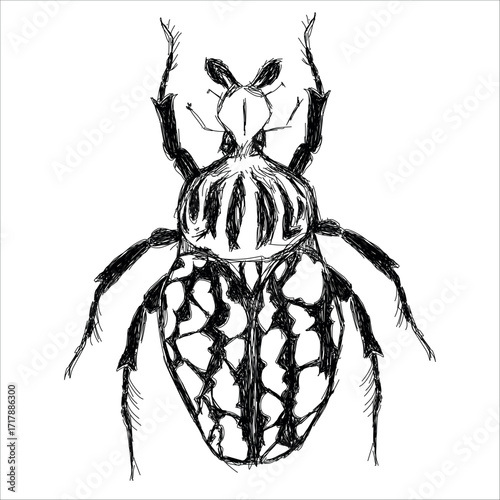 Goliathus beetle. Vector black and white hand-drawn illustration. Biological. Tattoo sketch. Print for clothes, cups, sketchbooks, stickers, pins. Simplified stylization. Line art. Cute Bug, insect.