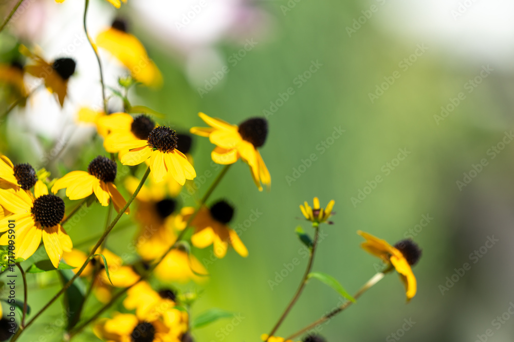 Φωτογραφία Rudbeckia (Black-eyed Susan) mit gelben Blüten aus der Familie der Korbblütler –