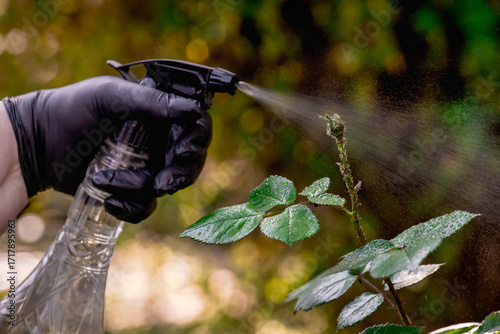 Foto Gardener's hand in protective gloves sprays chemical organic insecticide to the rose bud damaged by aphids colony