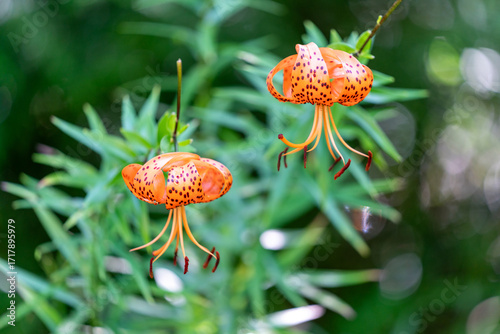 Tigerlilie (Lilium lancifolium) mit orangefarbenen Blüten und dunklen Flecken – exotische Sommerblume, Zierpflanze im Garten, Naturfotografie, Pflanzenporträt, florale Schönheit