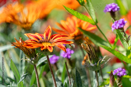 Gazania (Gazania rigens, Treasure Flower) mit farbenprächtigen Blüten – Zierpflanze im Garten, Sommerblume, Naturfotografie, florale Schönheit, Pflanzenporträt