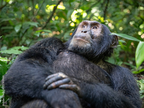 Chimpanzee - Kibale National Park, Uganda