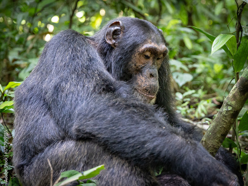 Chimpanzee - Kibale National Park, Uganda